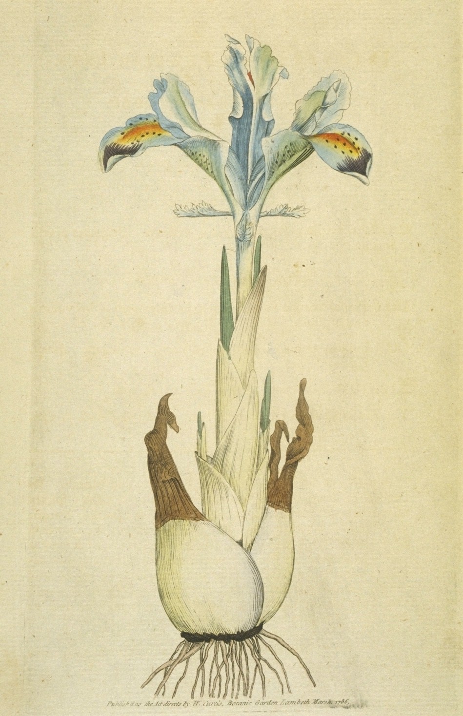 Iris_persica_(Sowerby).jpg