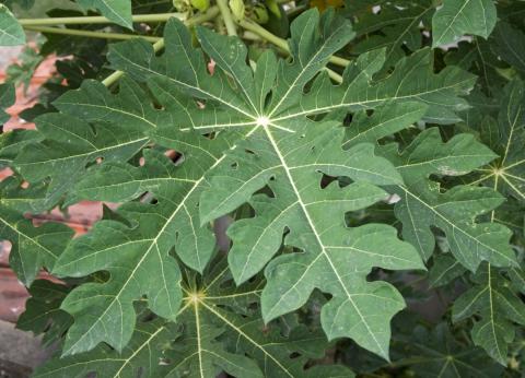 Optimized-Carica_papaya_leaf_14_07_2012 (1).jpg