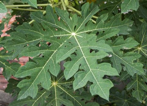 Optimized-Carica_papaya_leaf_14_07_2012 (1).jpg