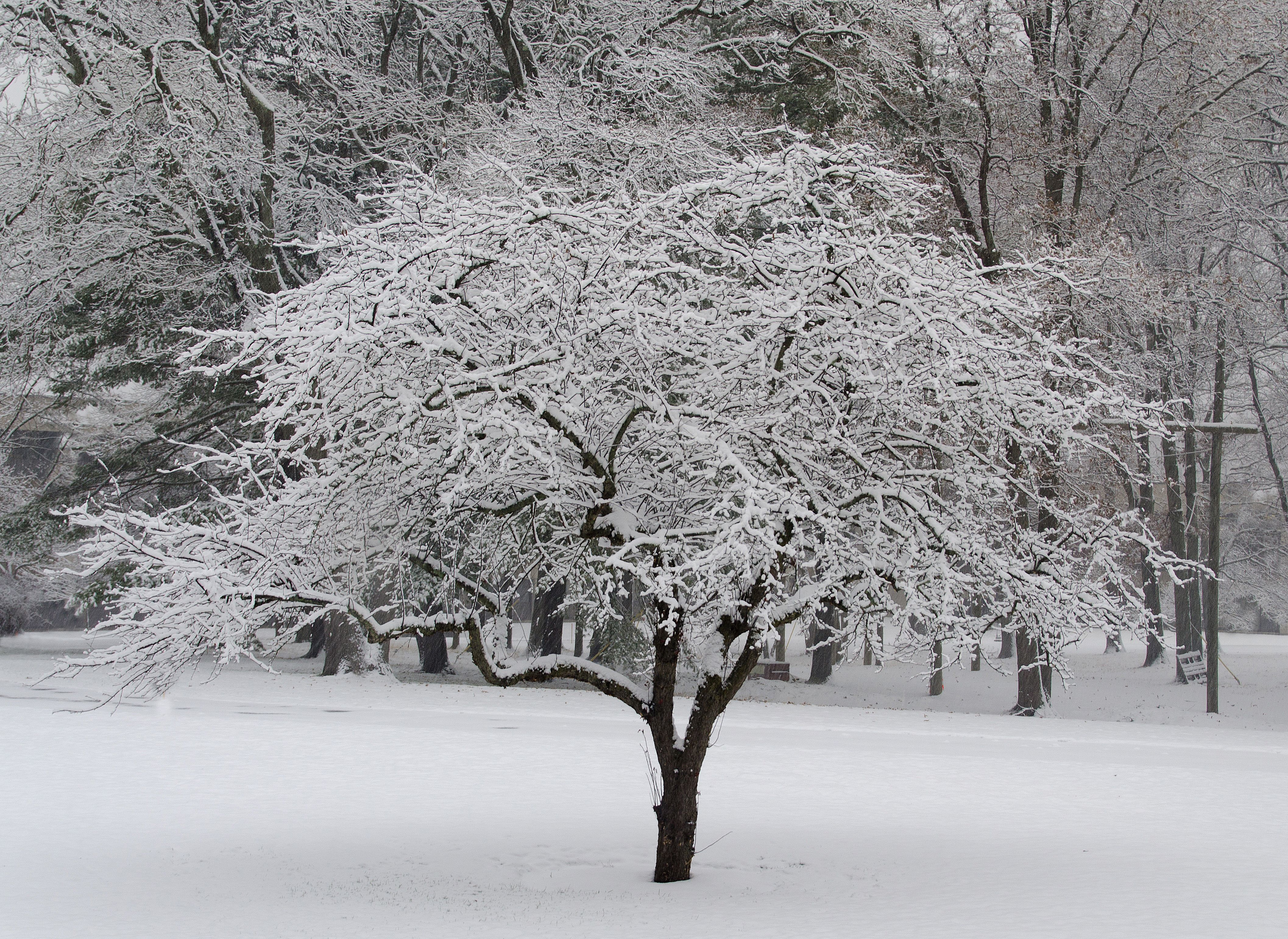 Snow Tree.jpg