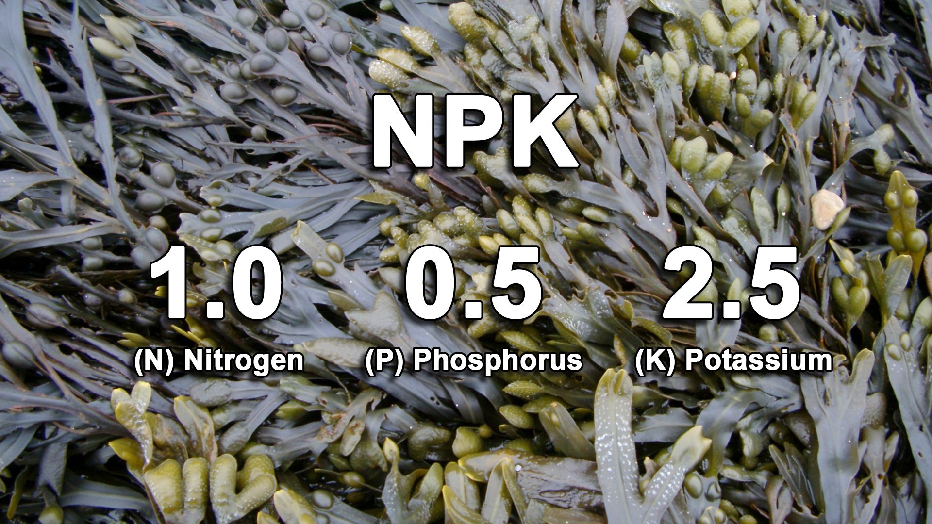 SEAWEED NPK.jpg