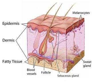 Difference-between-Sebaceous-Glands-and-Sweat-Glands.jpg