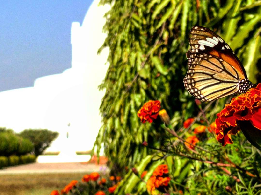 Lumbini Butterfly.jpg