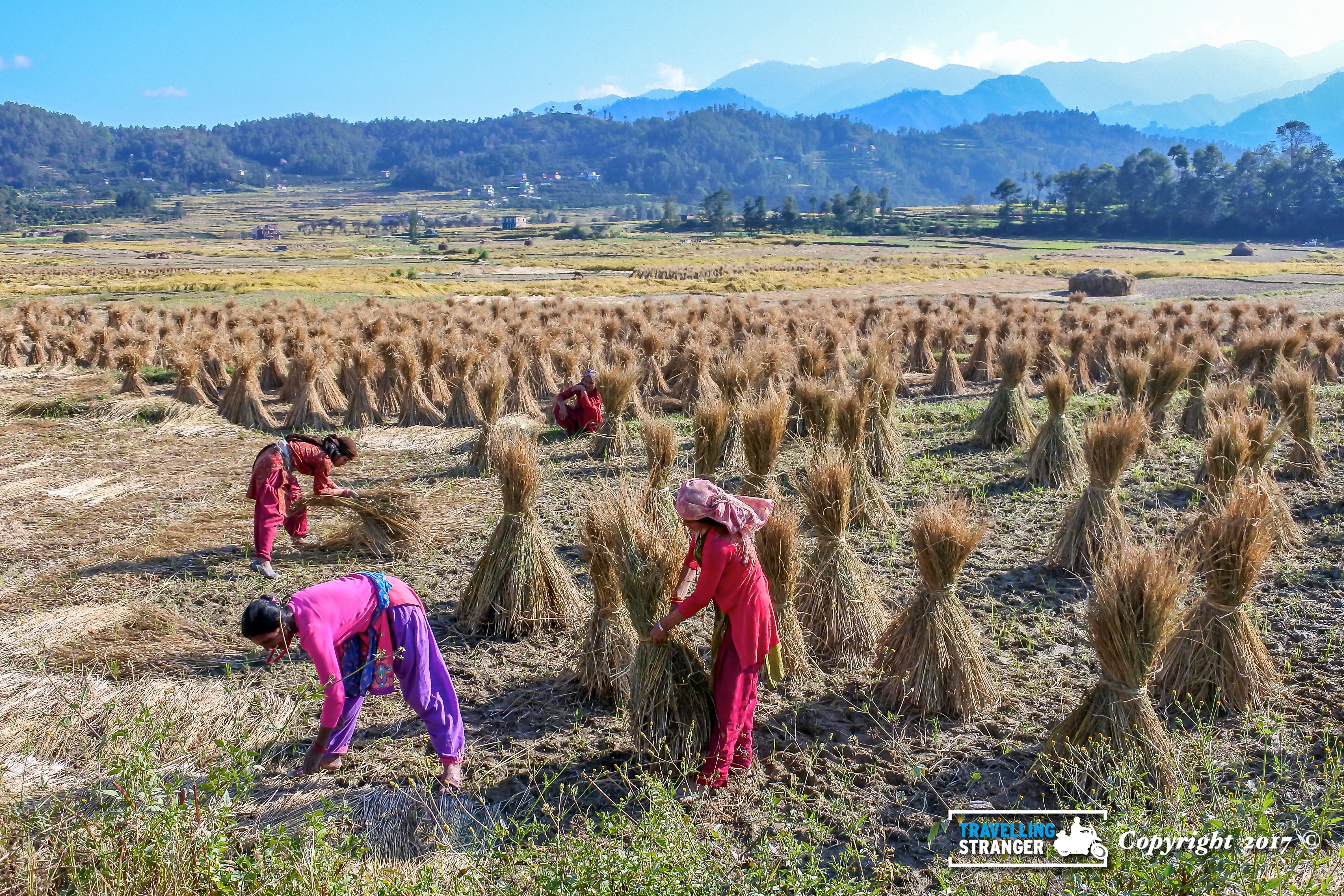 Nepali ladies take care of the grain harves.jpg
