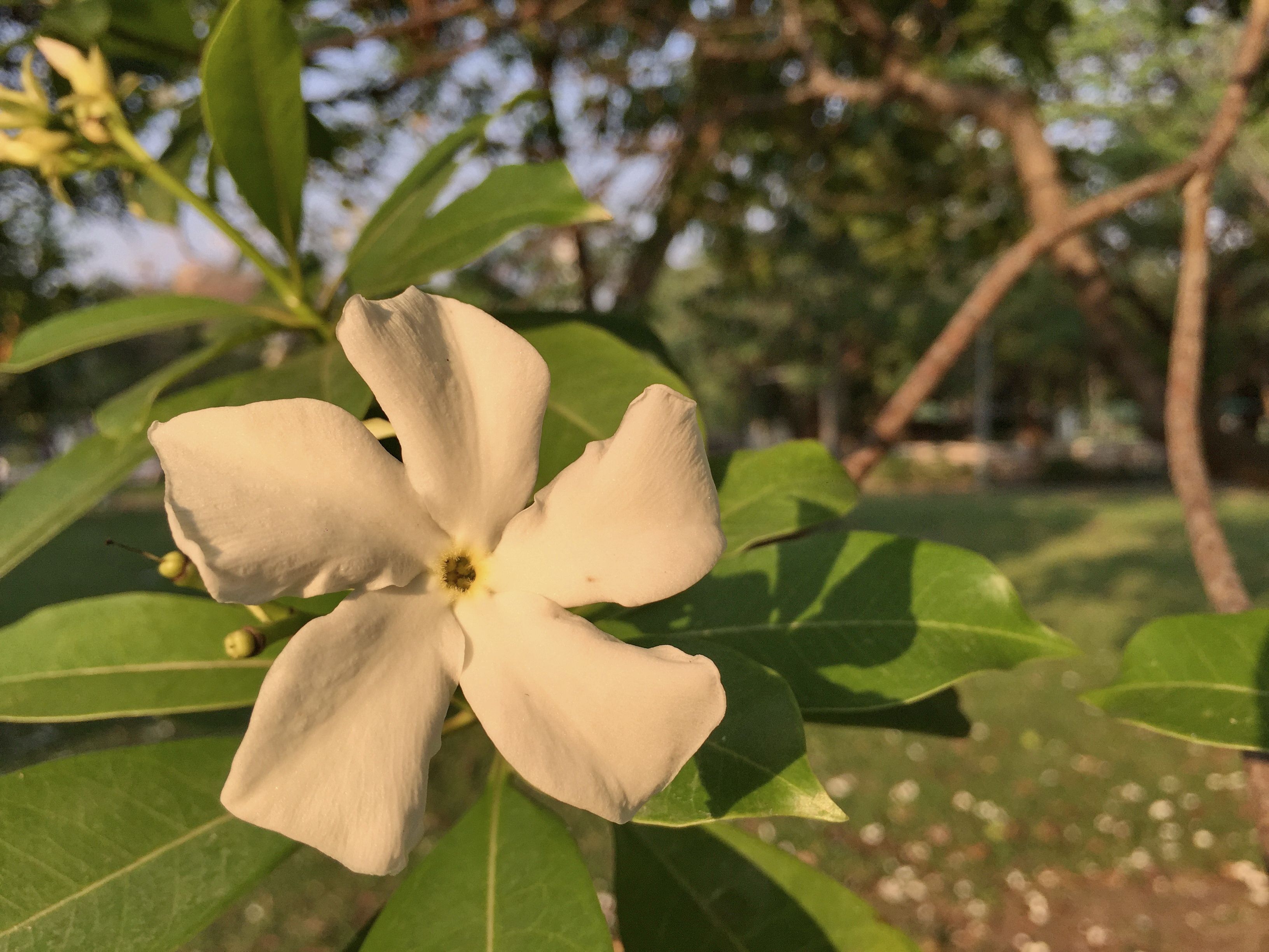 iPhone 6 Fed 2018 Flowers in Lumpini Park 273.JPG