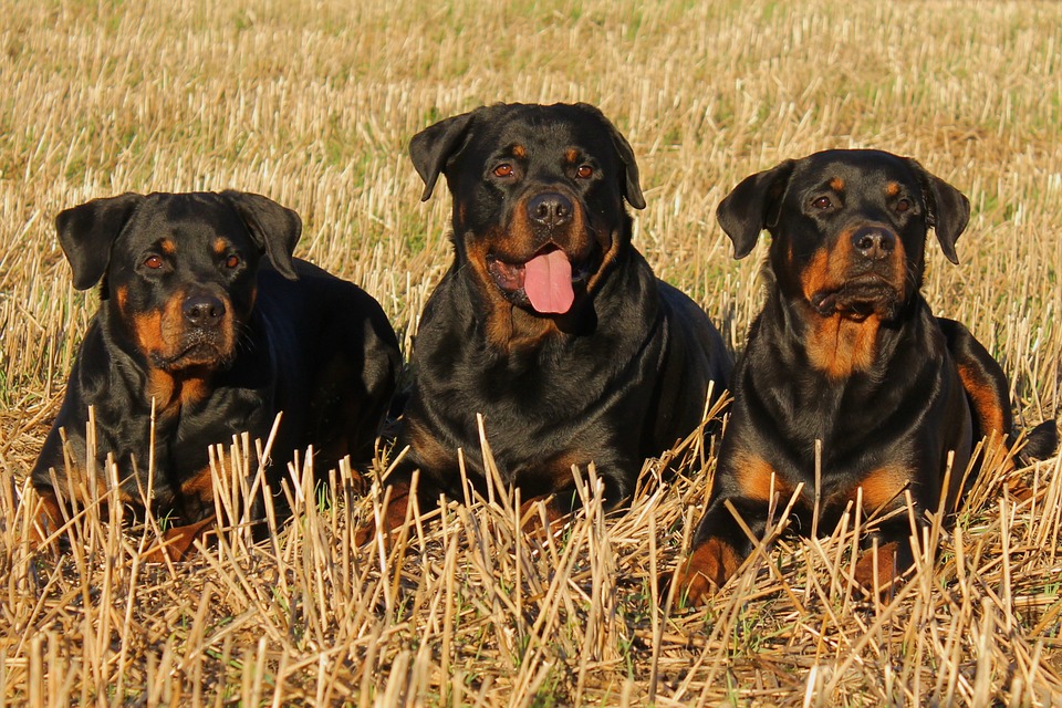 rottweiler-323261_960_720.jpg