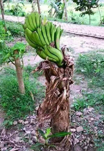 pisang.PNG