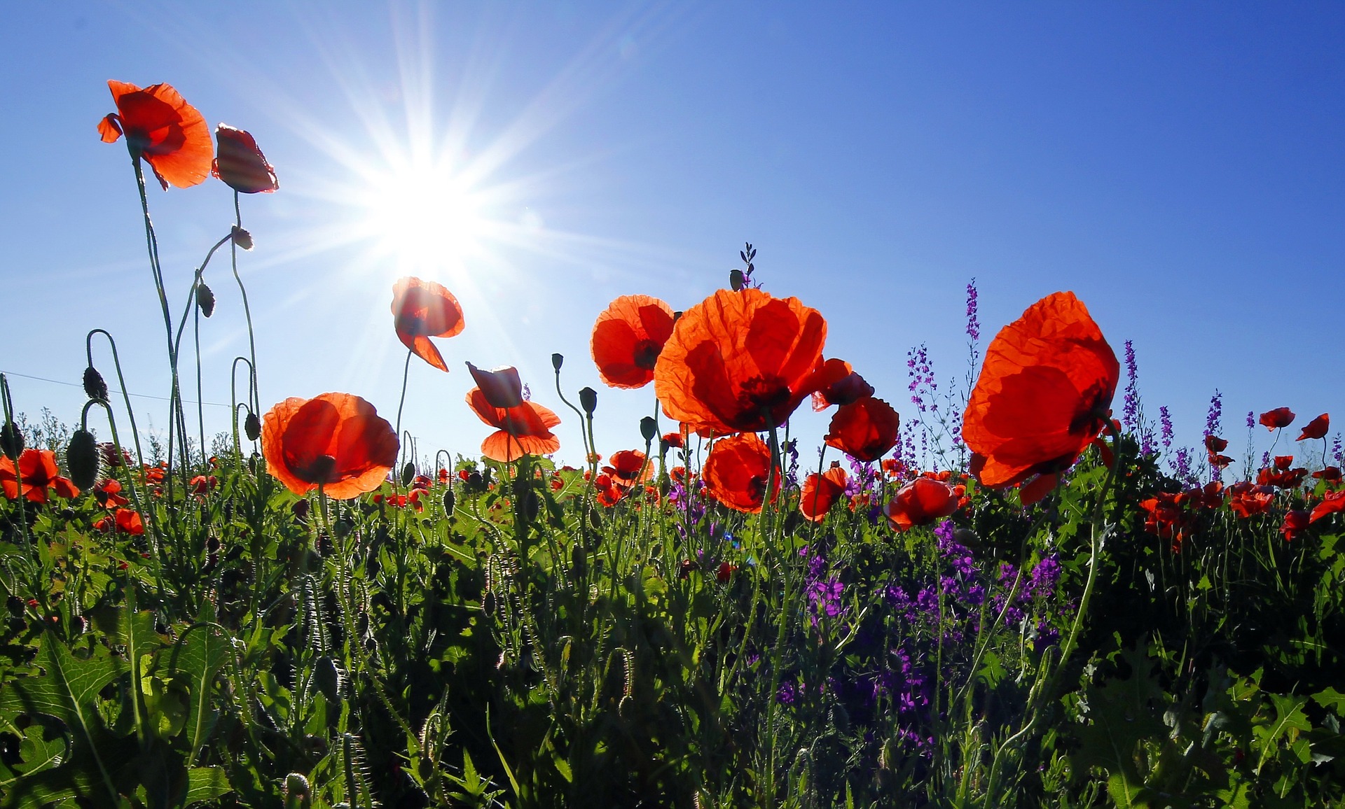 poppies-1031588_1920.jpg