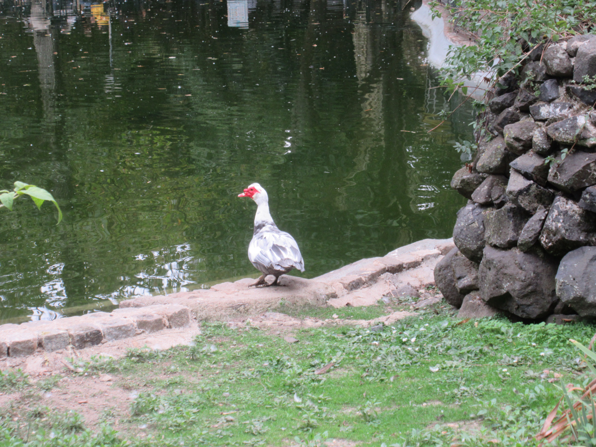 muscovy_duck.png