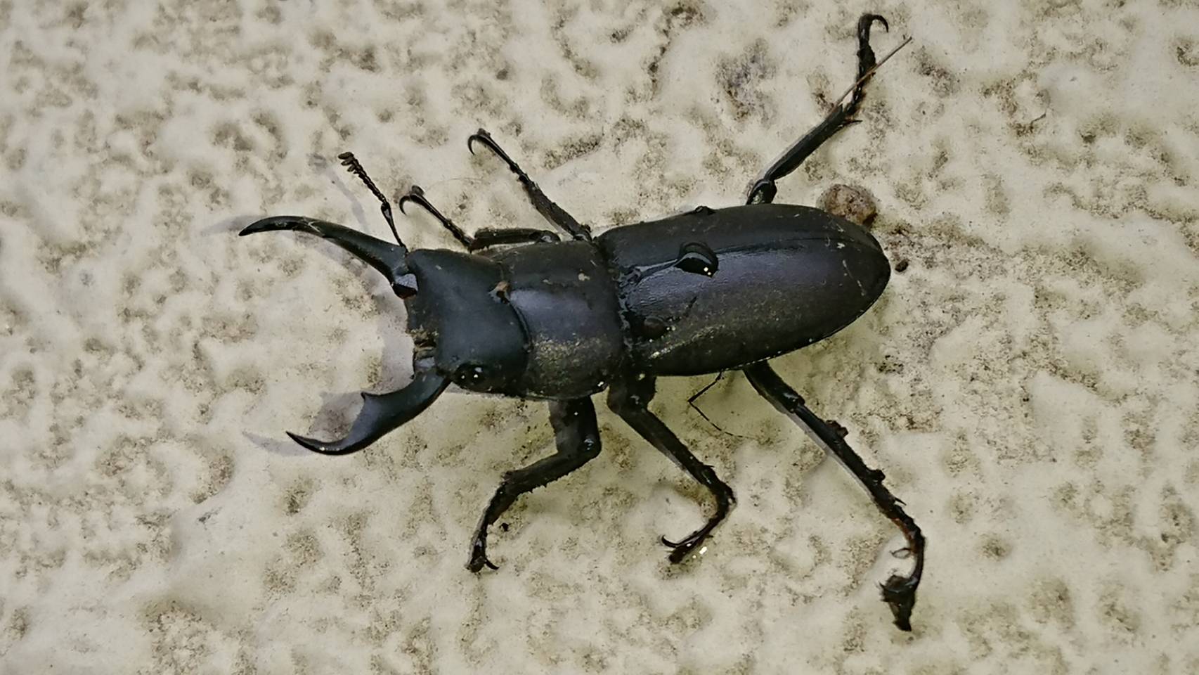 S_6541321990136.jpg
