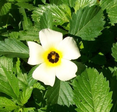 flor silvestre del estado de luisiana