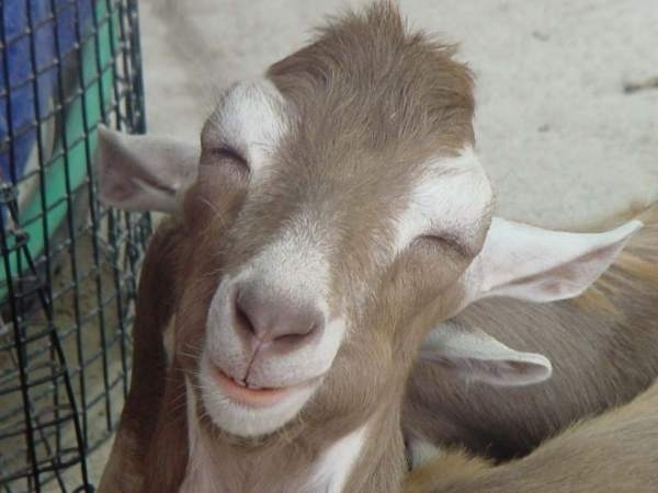 smiling20goat.jpg