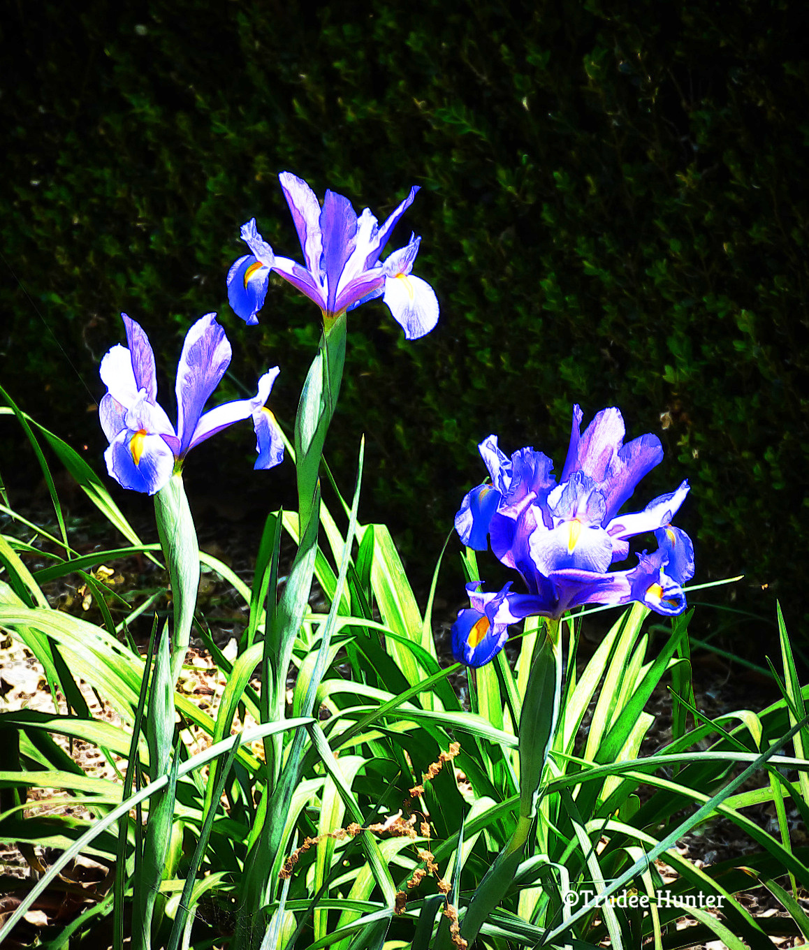 WM surreal irises.jpg