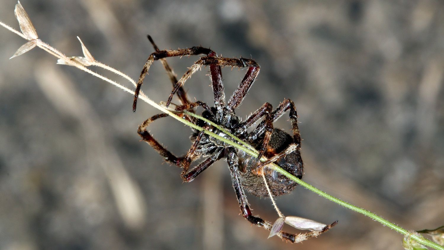 Arachnida Araneae Araneidae BY Tas 2018-04-20 n5.jpg