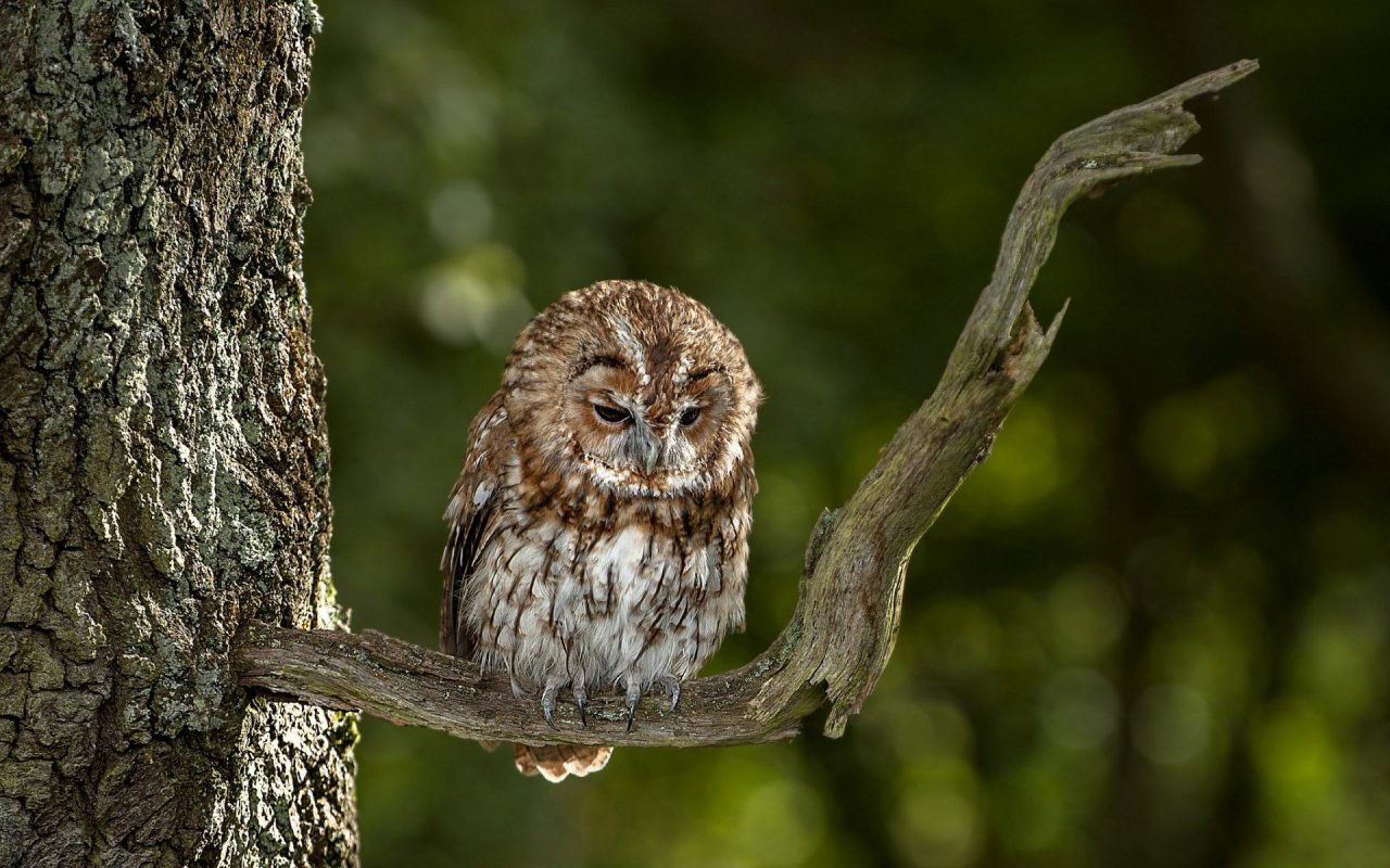 owl-on-tree-wallpaper-1280x800.jpg