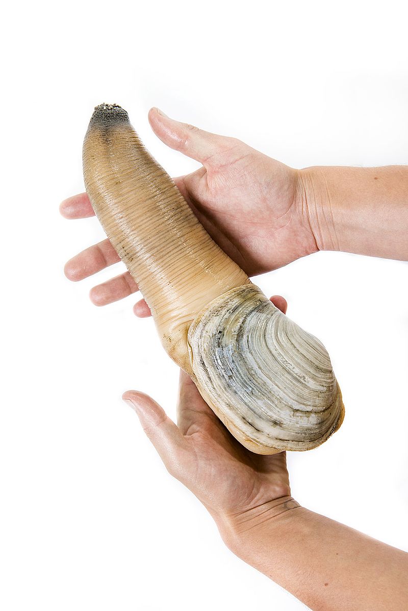 Geoduck_held_in_two_hands.jpg