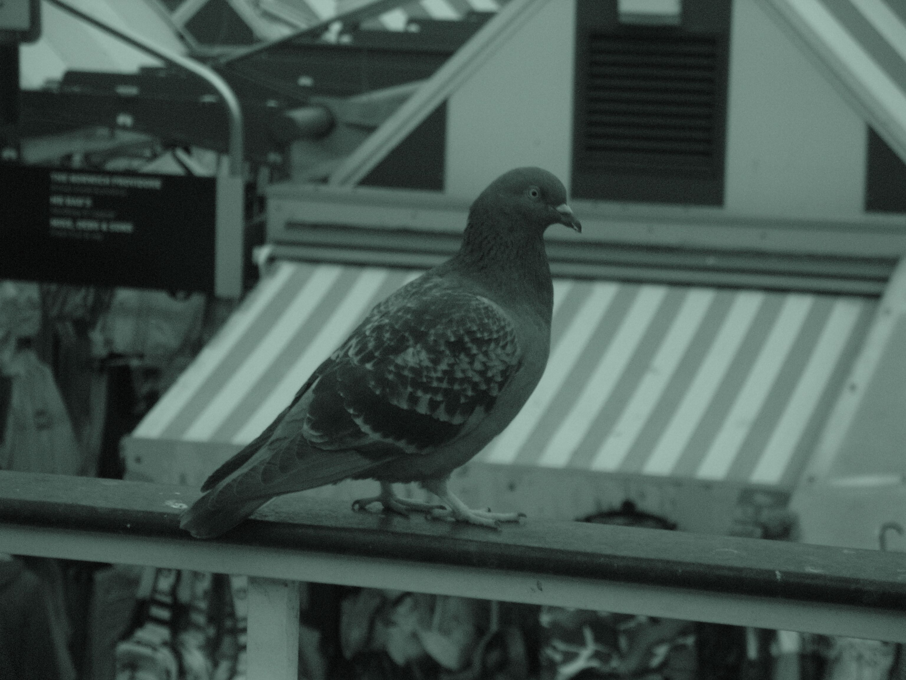 pigeon