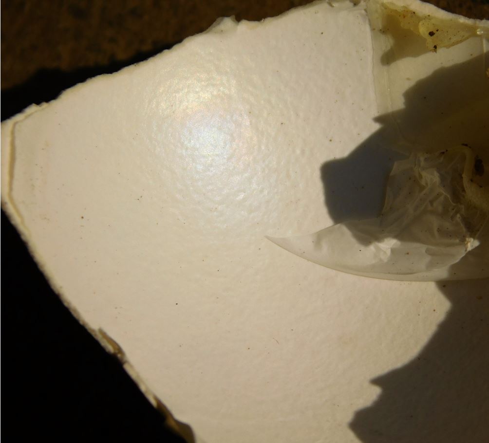 inside an egg.JPG