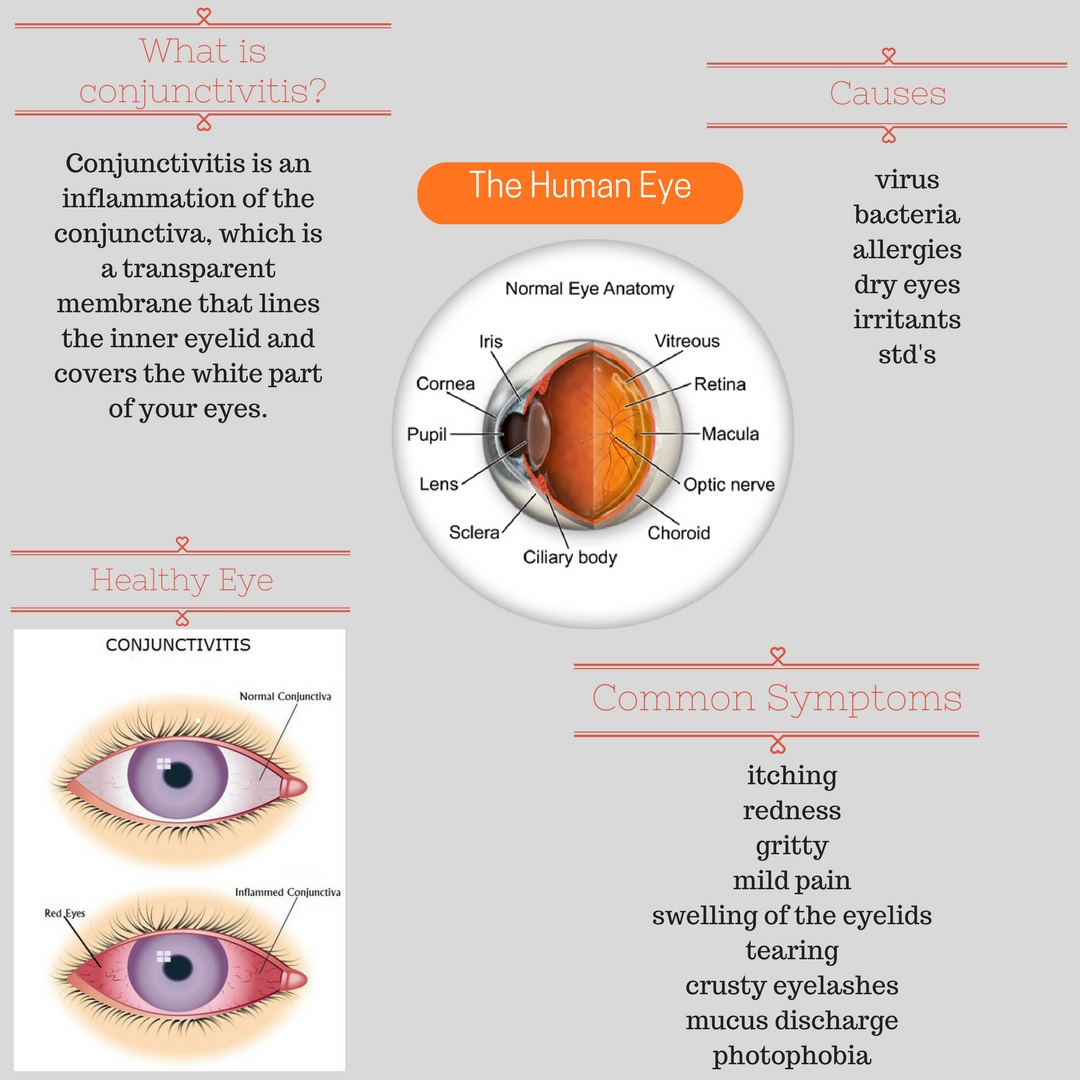 眼部结构英文图片