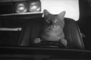 driver cat.gif