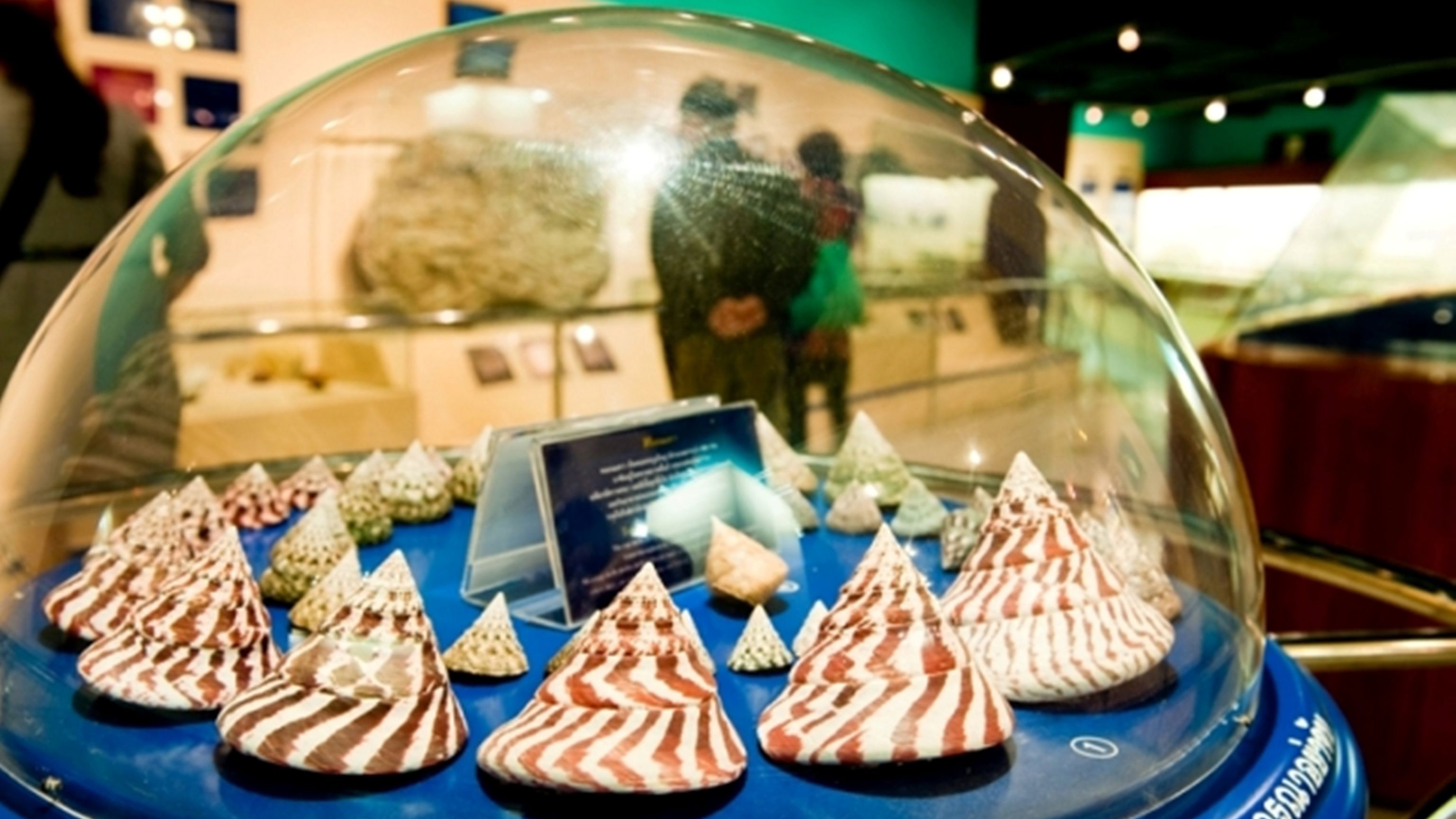 phuket-seashell-museum.jpg