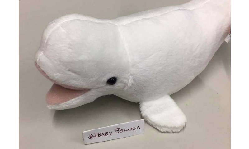 BabyBeluga_480_800_2.jpg