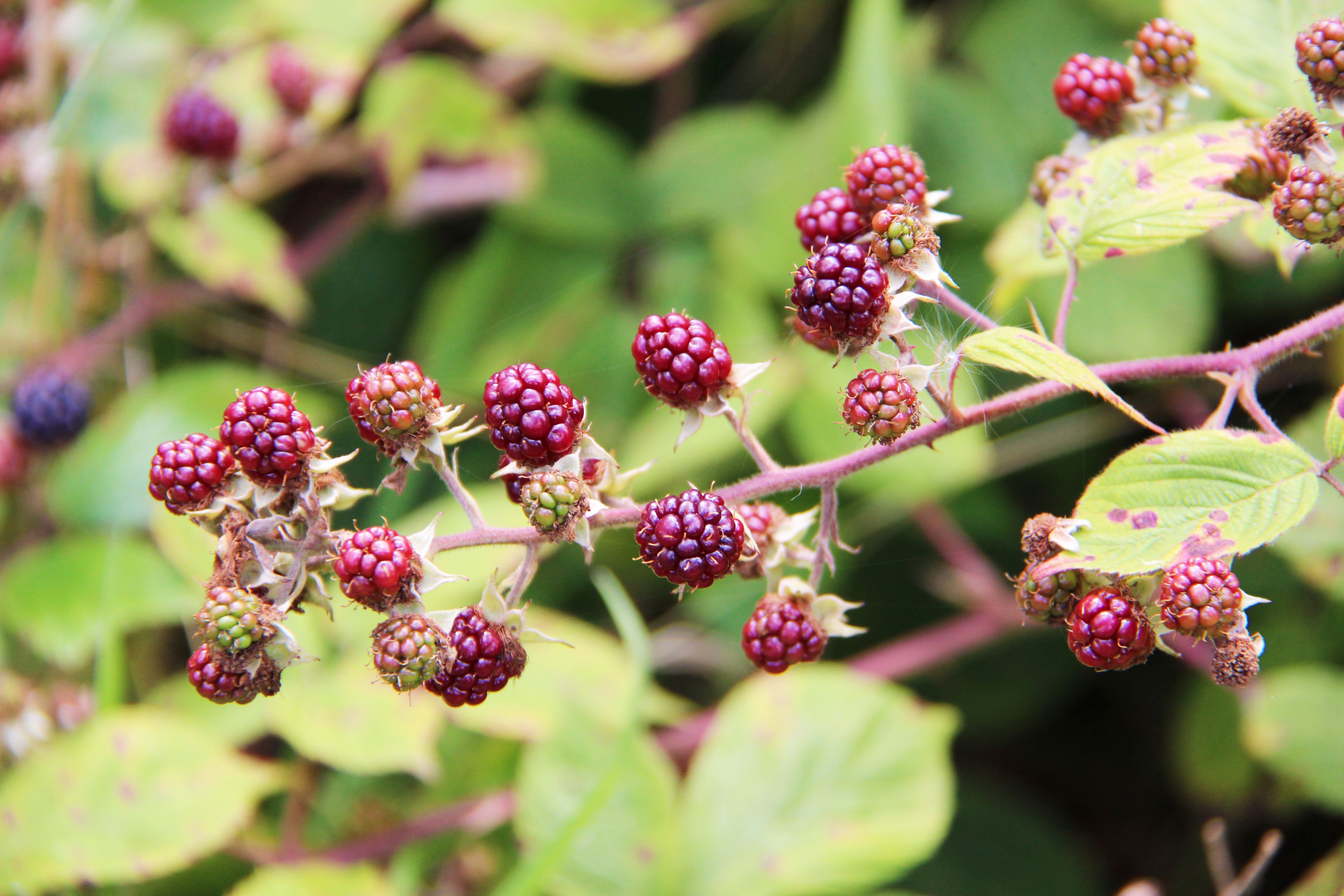 Wild blackberries