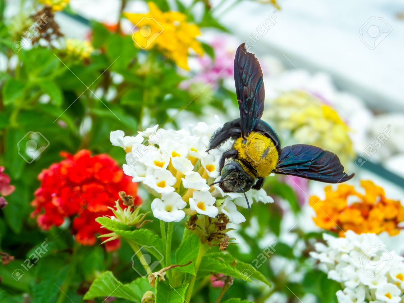 76851777-bumble-bee-find-sweet-of-lantana-beauty-flower-colorful-in-garden.jpg