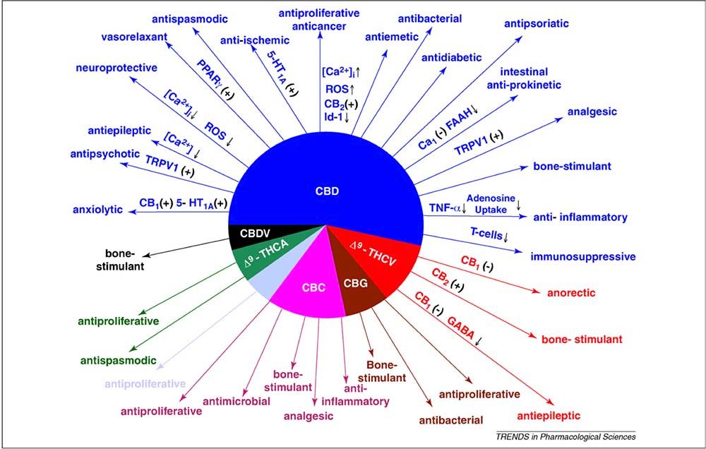 cbd.jpg