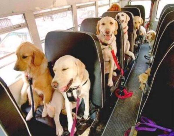 Dog school transportation.jpg