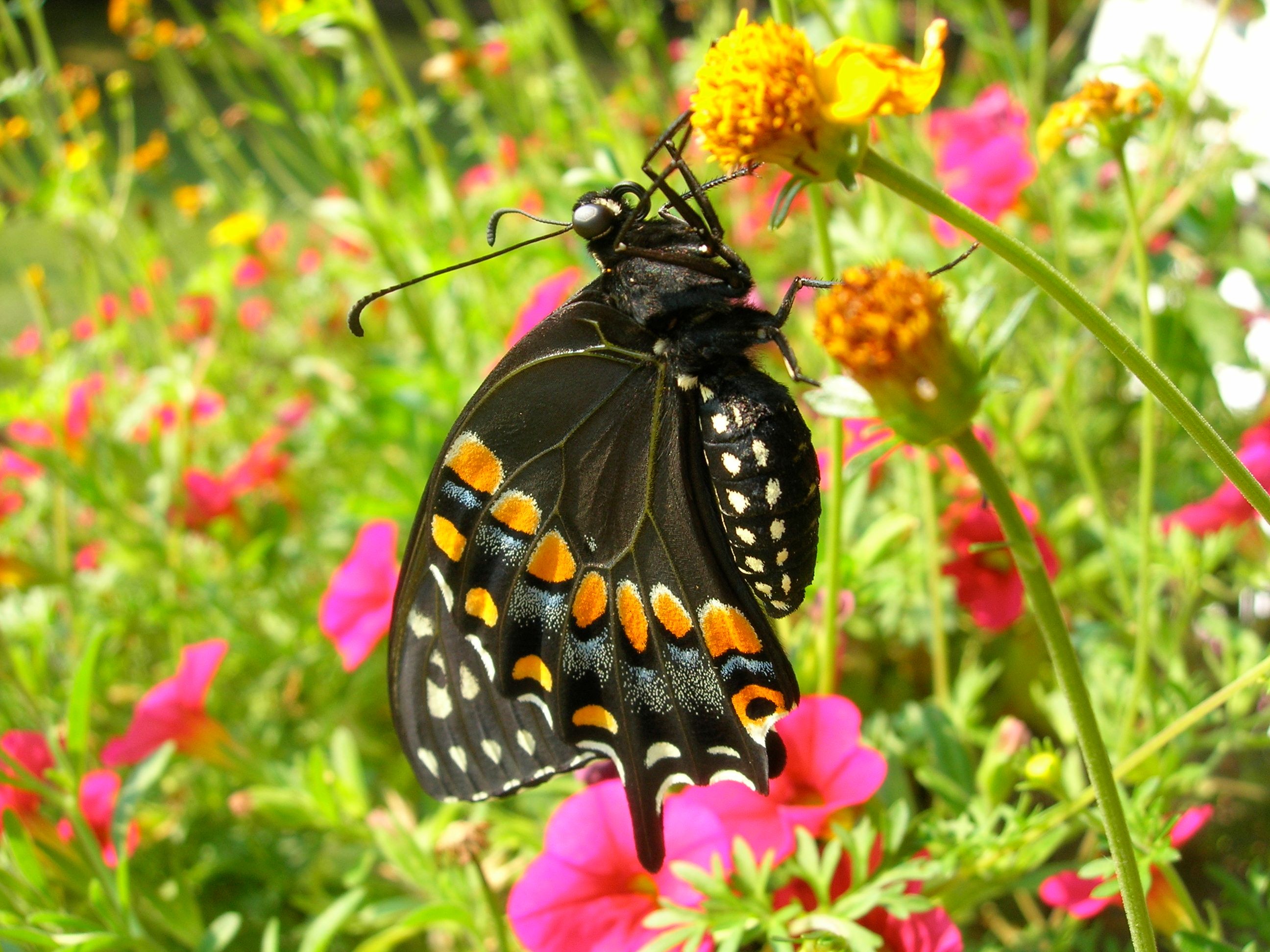 Blk-Swallowtail-Buttrfly-Emerging.jpg