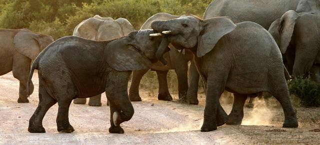 Addo-Elephant-Park.jpg