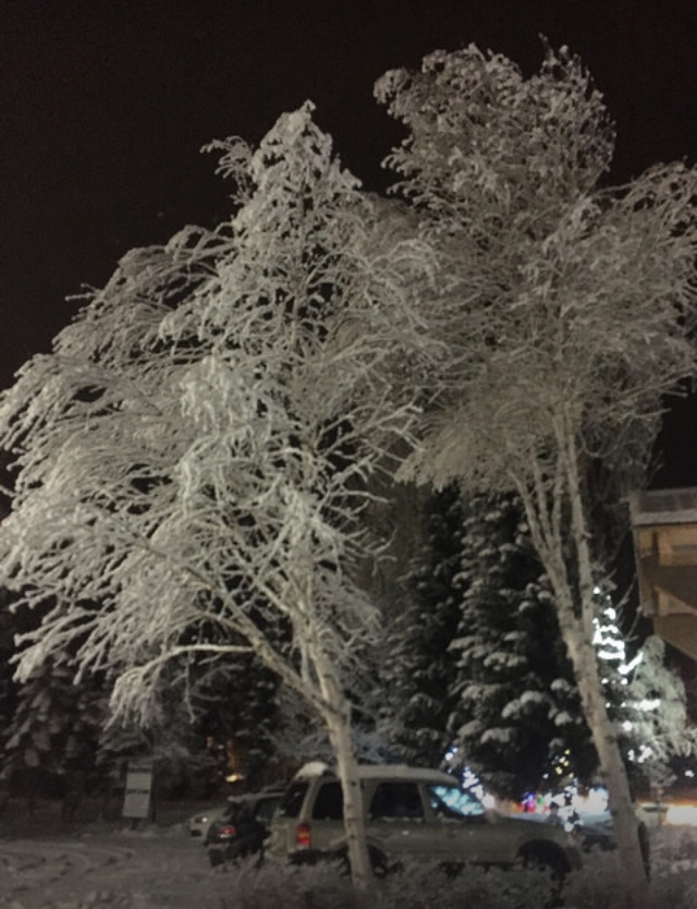 Frosty tree.jpg
