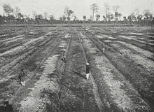 Dug_trenches_for_forest_plantation_after_slash_has_been_burnt.jpg