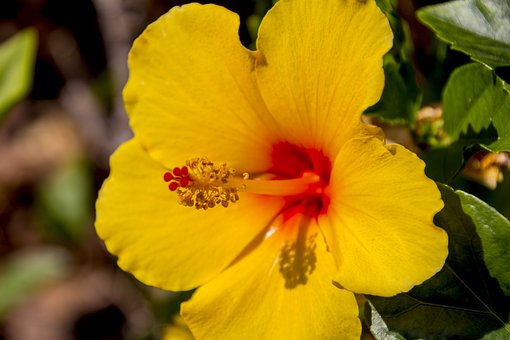 hibiscus-3027255__340.jpg