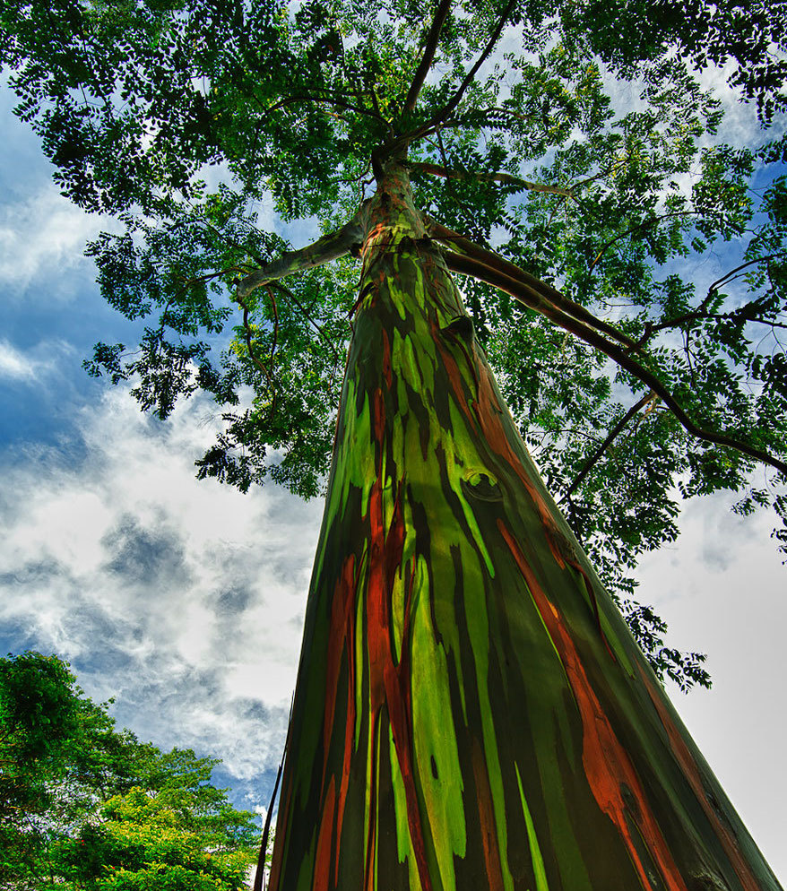 Rainbow Eucalyptus.jpg