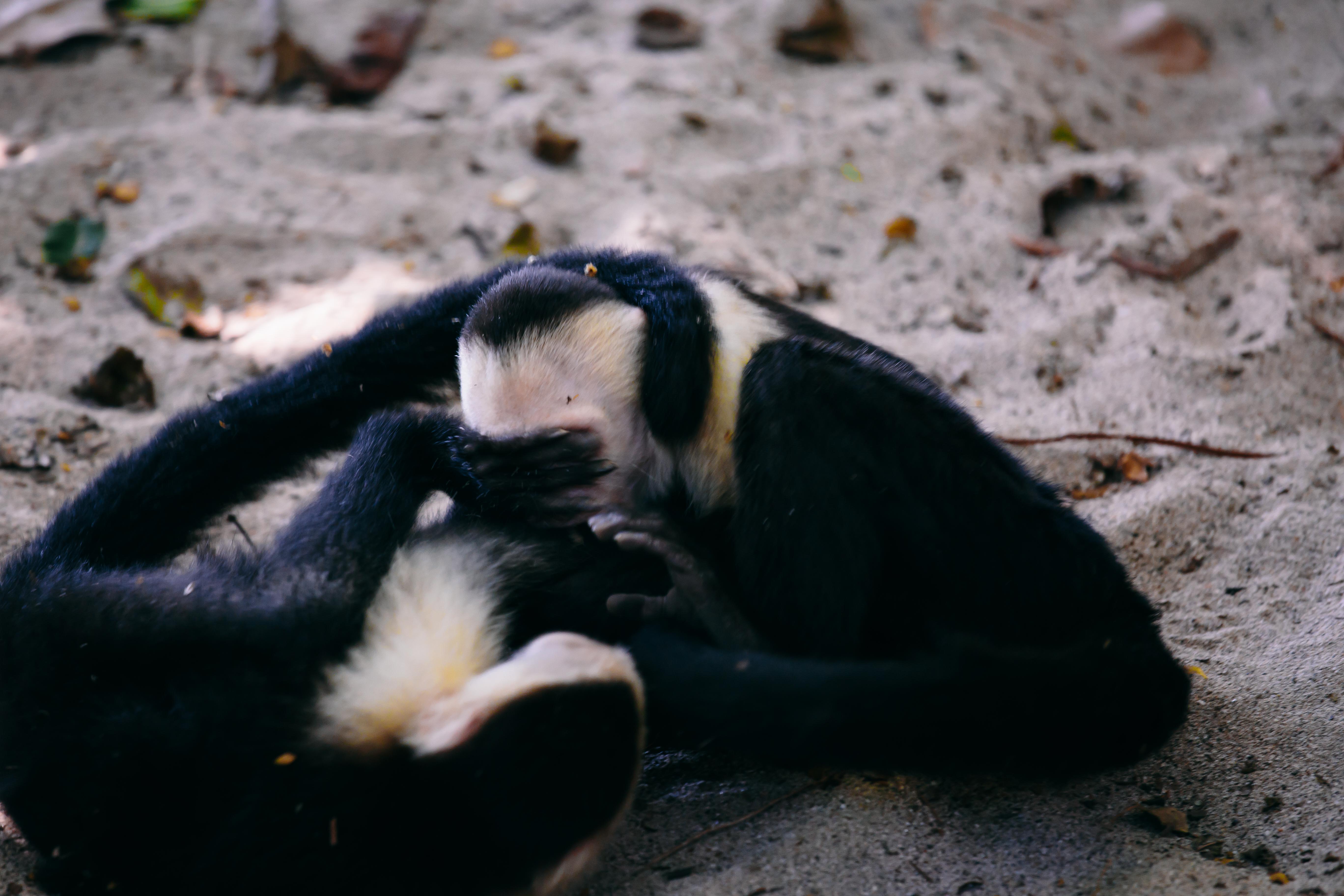 Capuchin 6.jpg