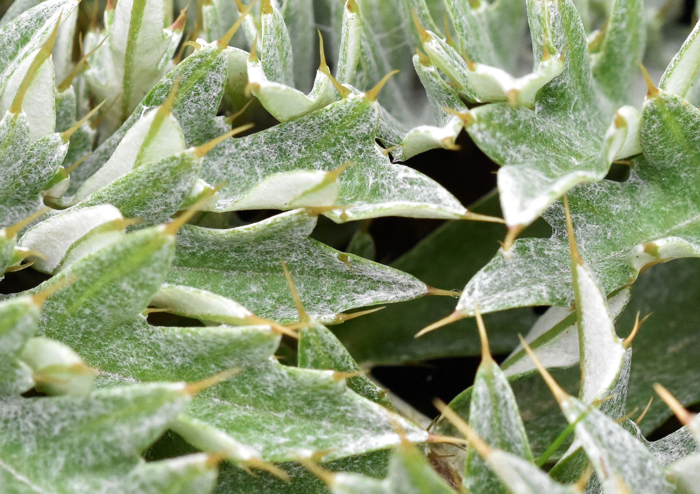 Spiky leaves 4.jpg