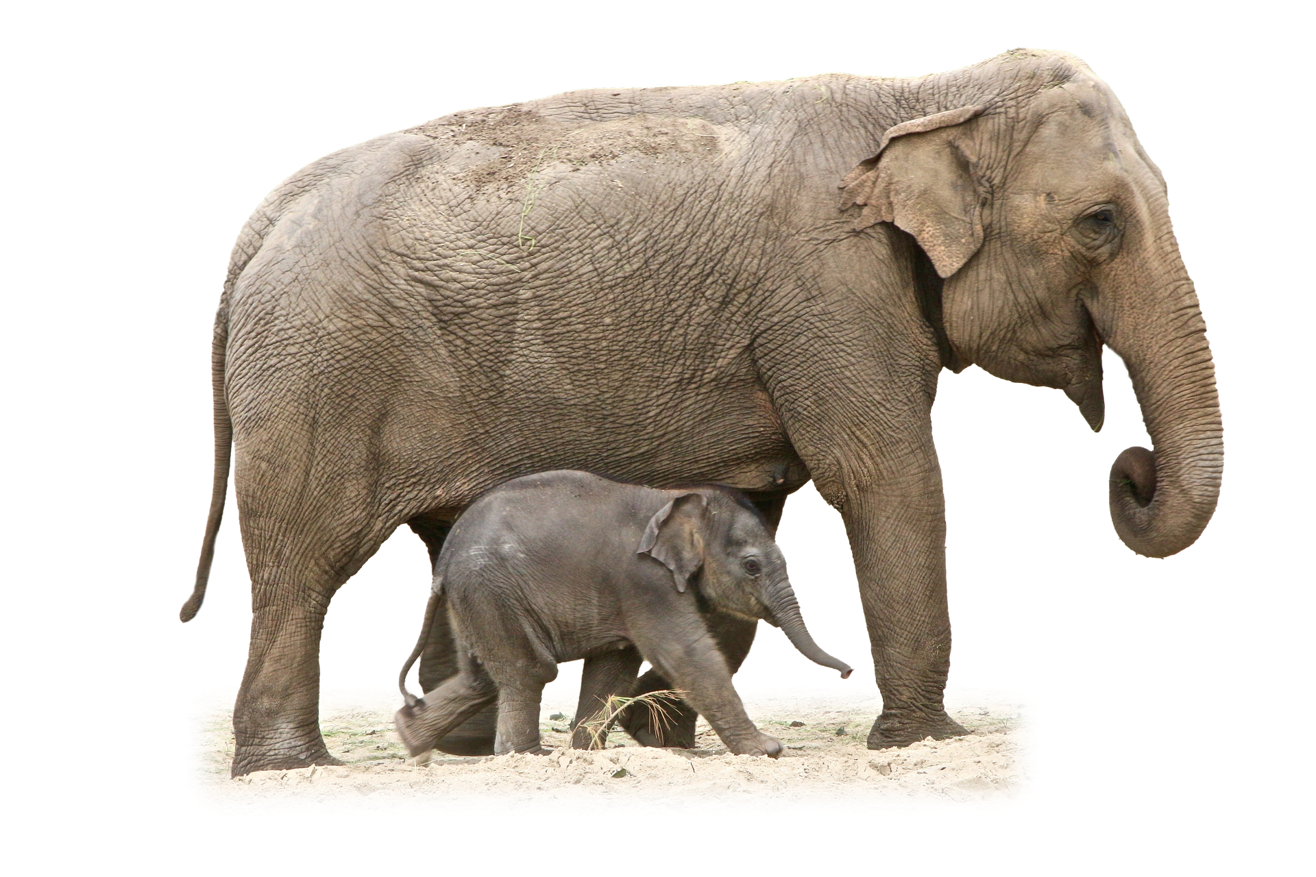 elephant-1049846_1920.png