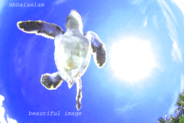 turtle.png