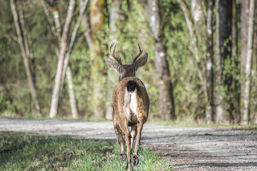 crimsonclad-black-tail-deer2.jpg