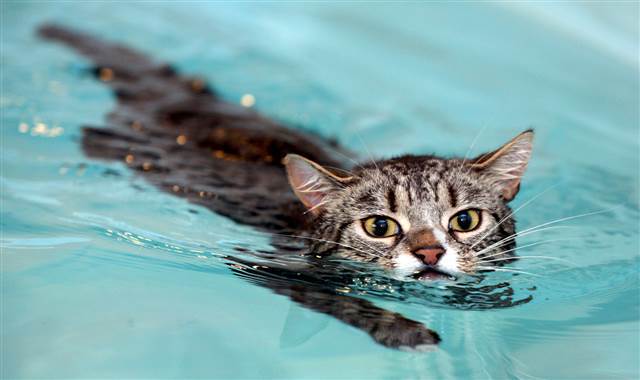 tdy-110627-swim-cat-1-12p.grid-8x2.jpg