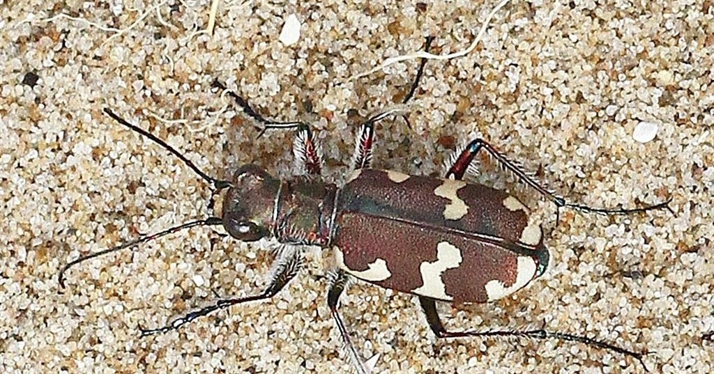 dune tiger beetle.jpg