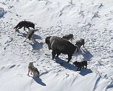 220px-Canis_lupus_pack_surrounding_Bison.jpg