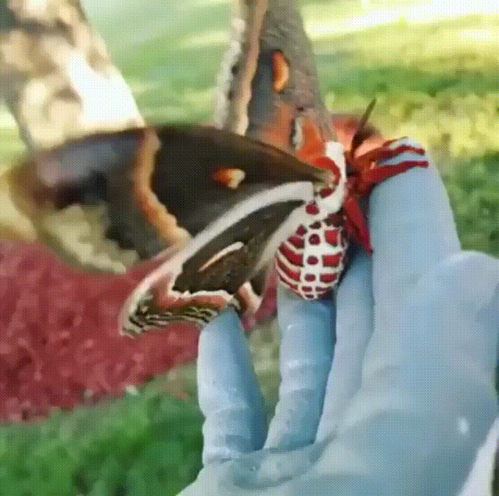 f2RkPnV (1).gif