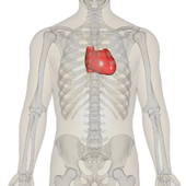 170px-Heart_near.png