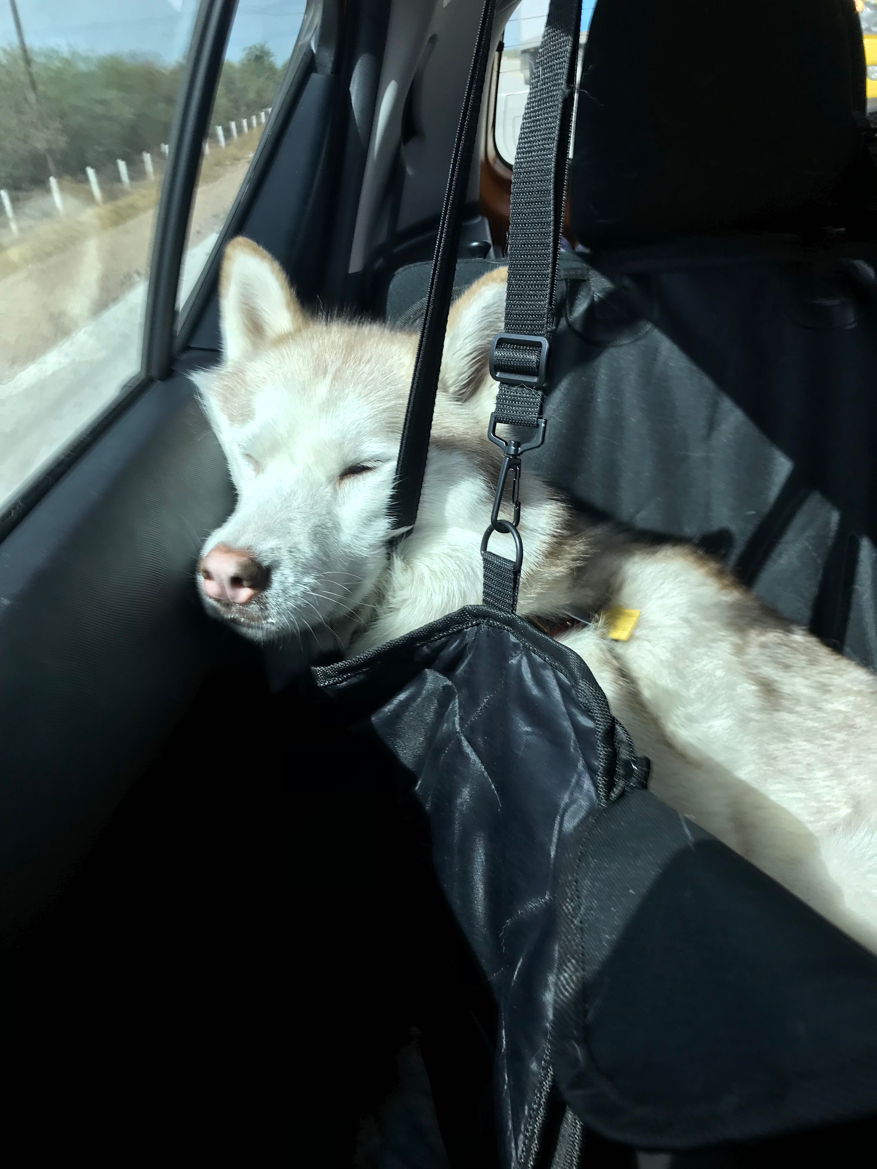 Can I Drive To Mexico With My Dog