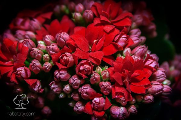 Kalanchoe-blossfeldiana-300x200@2x.jpg