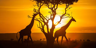 wildlife kenya.jpg