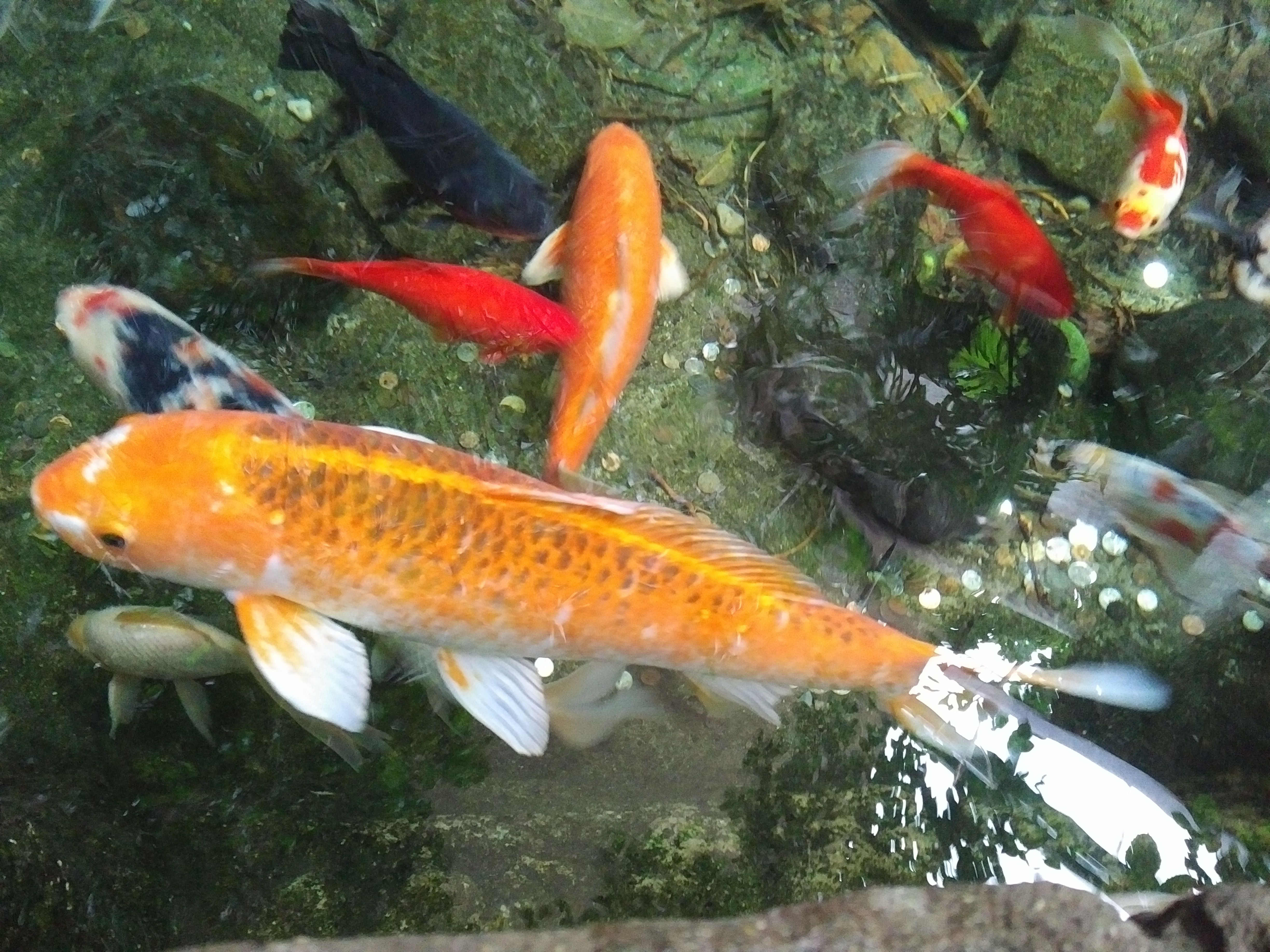 Japanese Koi Fish.jpg